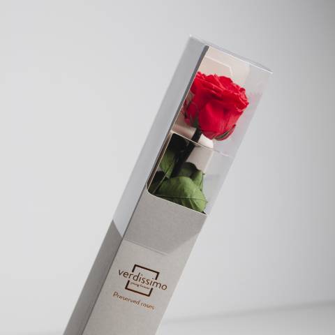 Amorosa Standard Red, Trandafir Natural Conservat