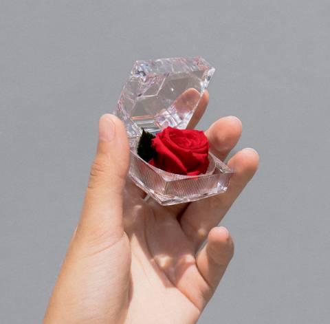 Mini Marvel Red, Trandafir Natural Conservat